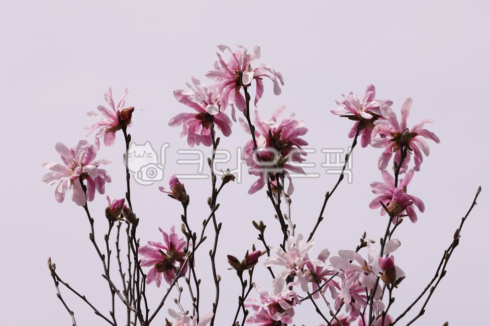 magnolia,petal,star magnolia flower,star magnolia,magnolia flower,flower