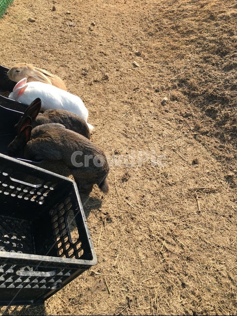 토끼,바구니,땅,바닥,자연,동물,animal,포유류,mammal