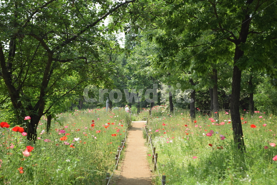 서울숲,양귀비,볕좋은어느날,우아함,여유,자연,풍경,nature,landscape,outdoors,옥외,grassland,목초지,field,들