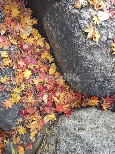 단풍,가을,낙엽,자연,돌,바위,풍경,계절,fall,autumn,season,plants,nature
