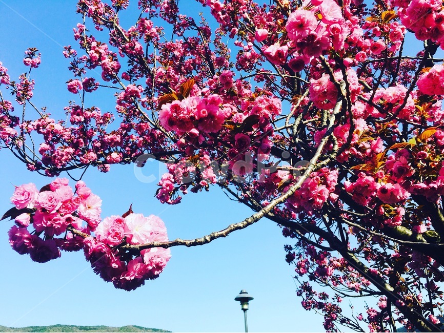 벚꽃,겹벚꽃,봄,cherryblossom,spring,꽃,flower,봄,계절,spring,season,식물,자연,plants,nature,꽃,flower,plant,blossom,cherry blossom