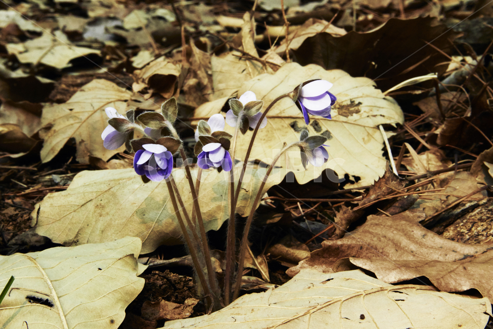 봄,새싹,꽃,노루귀,영월,산천,강원도,봄,계절,spring,season,식물,자연,plants,nature,꽃,flower,plant,blossom,iris,아이리스,leaf,잎