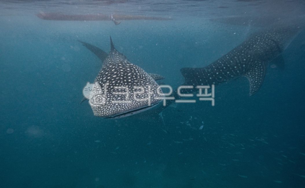 고래상어,고래,상어,바다고래,수중동물,underwater