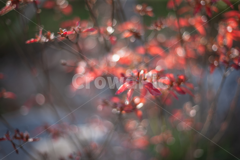 가을,식물,나무,나뭇잎,autumn,fall,tree,leaf,식물,자연,plants,nature