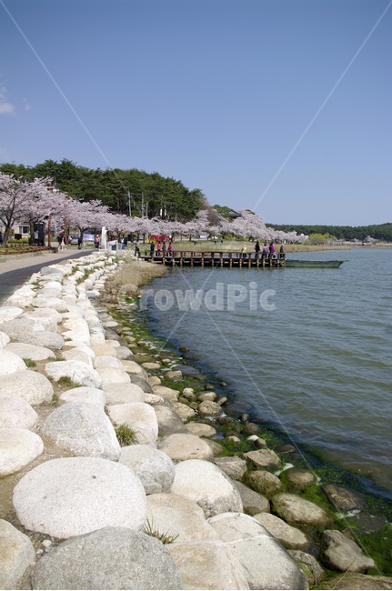 경포호,호수,풍경,나무,하늘,벚꽃나무,봄,봄,계절,spring,season,자연,풍경,nature,landscape,사람들,대중,군중,other people,crowd