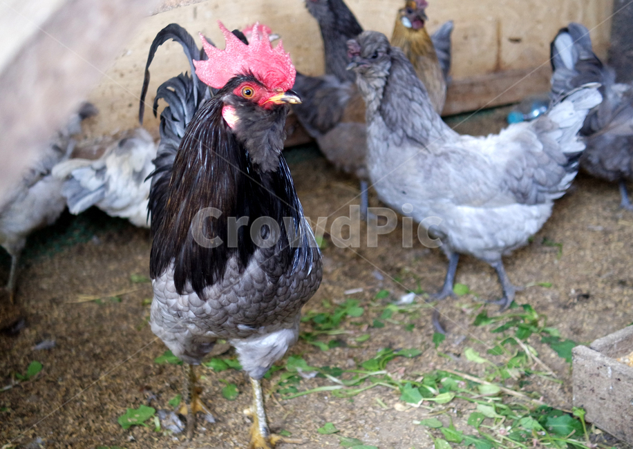 닭,닭장,새,수탉,chicken,암탉,동물,animal,조류,새,birds