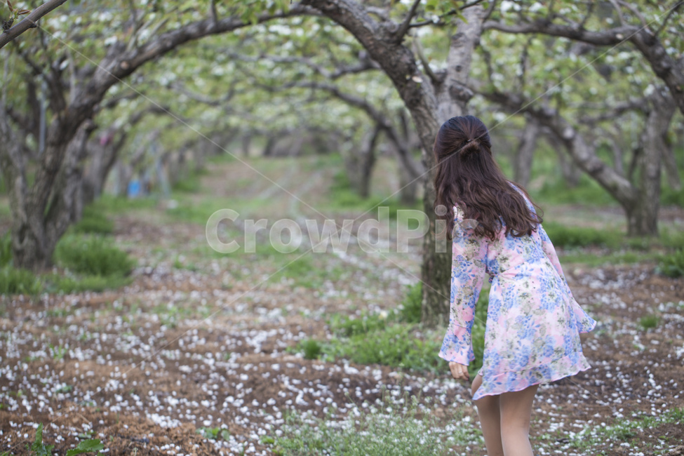 꽃,배꽃,이화,봄,봄꽃,배,과수원,아치,꽃잎,나무,배나무,여자,여성,뒷모습,봄,계절,spring,season,사람,인물,인간,human,person,여성,여자,woman,female,lady,여행,휴가,traveling,vacation,trip,nature,자연