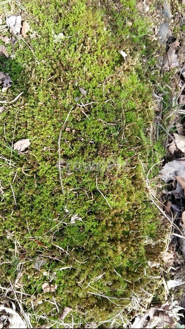 이끼,돌이끼,이끼길,솔이끼,계곡이끼,식물,자연,plants,nature
