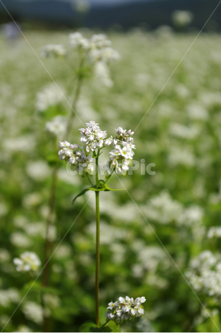 메밀밭,꽃,꽃밭,메밀꽃,flower,식물,자연,plants,nature,꽃,flower