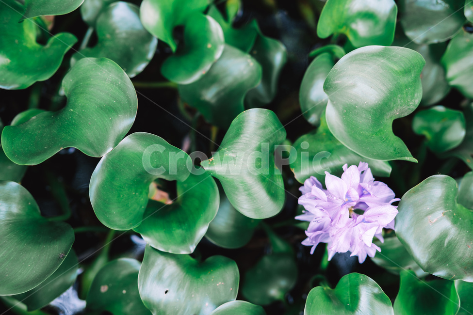 풀잎,자연,잎사귀,꽃,꽃잎,식물,자연,plants,nature,꽃,flower