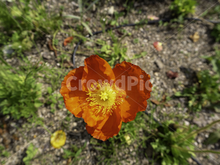 개양귀비,우미인초,papaverrhoeas,양귀비,꽃,flowers,식물,plant,식물,자연,plants,nature,꽃,flower