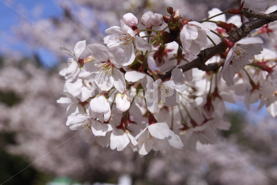 벚꽃,봄,하늘,바탕화면,배경화면,자연,계절,plants,nature,spring,season,flaower,봄,계절,spring,season,식물,자연,plants,nature,꽃,flower,plant,blossom