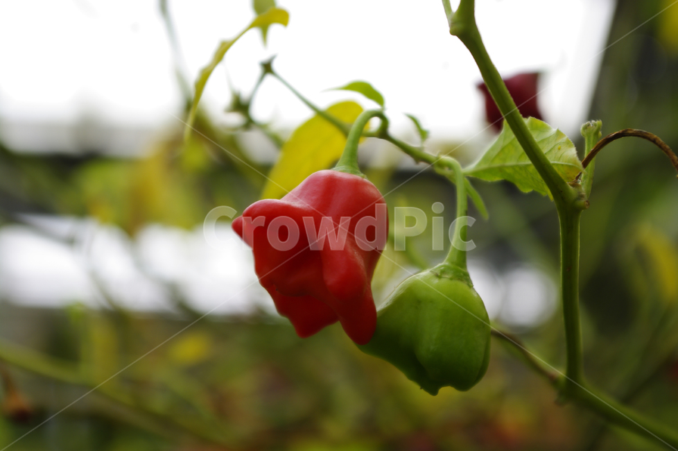 별고추,파프리카,식물,열매,plant,식물,자연,plants,nature,과일,열매,fruit
