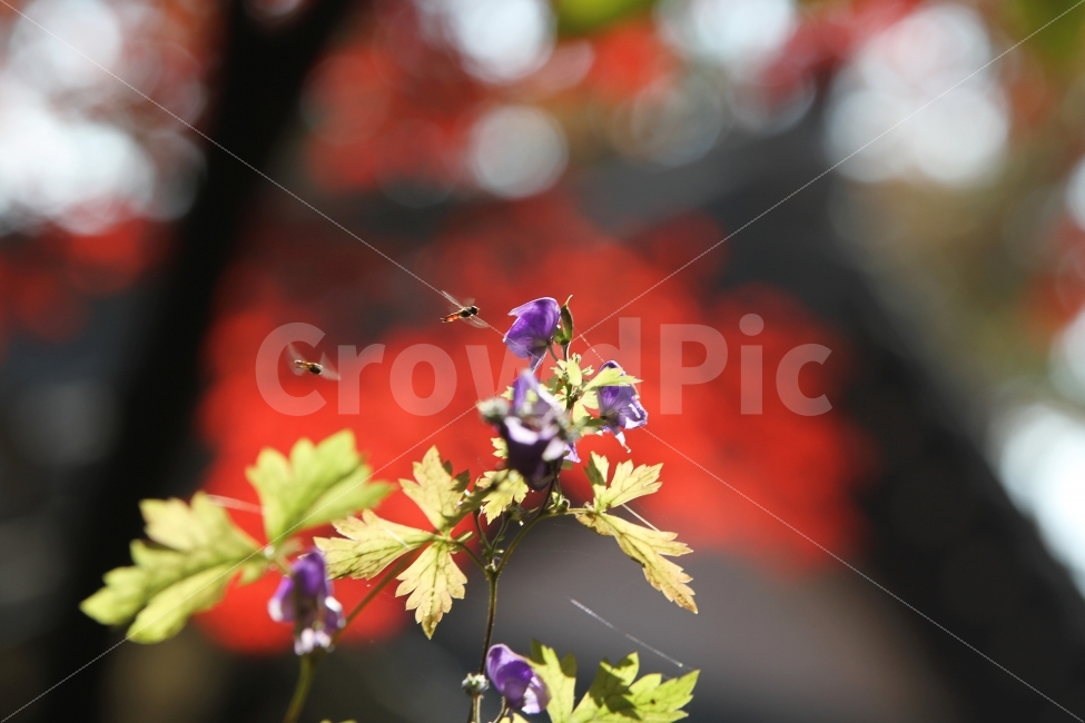 투구꽃,꽃,가을꽃,식물,야생화,자연,식물,자연,plants,nature,꽃,flower