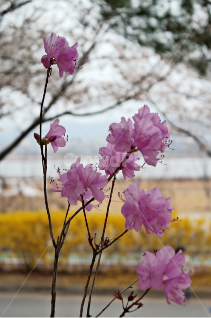 봄꽃,봄,꽃,진달래,flower,blossom,pink