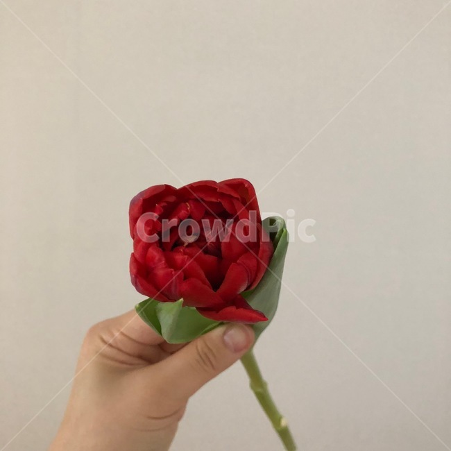flower,식물,plant,장미,rose,꽃,blossom,튤립,겹튤립,tulip,색감,색채,자연,감성,feeling,sensible,배경,봄,봄꽃,이벤트,백그라운드,그림,수채화,컨셉,콘셉,식물,자연,plants,nature,꽃,flower