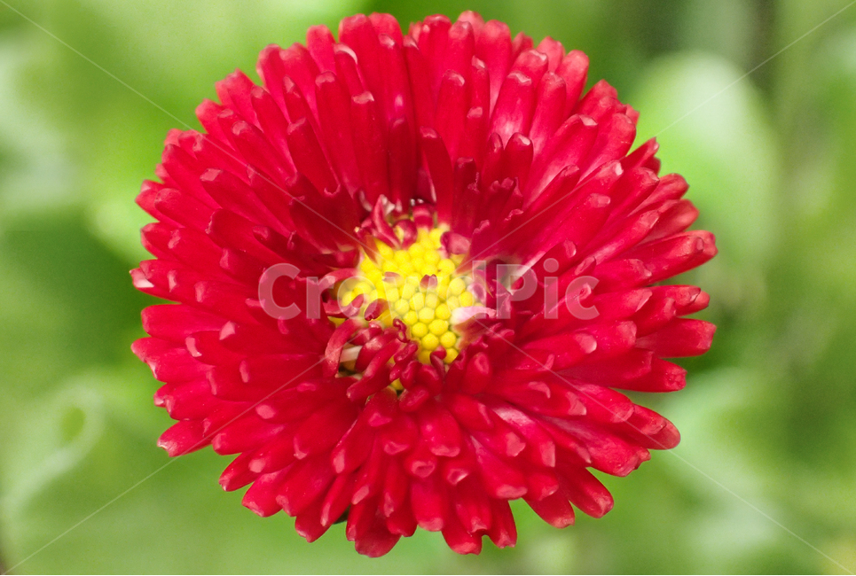 들꽃, 빨강꽃, 봄꽃, 국화, 봄바탕, 사진,이미지,일러스트,캘리그라피 - 조앤작가 크라우드픽 - 저작권 걱정 없는 상업용 이미지