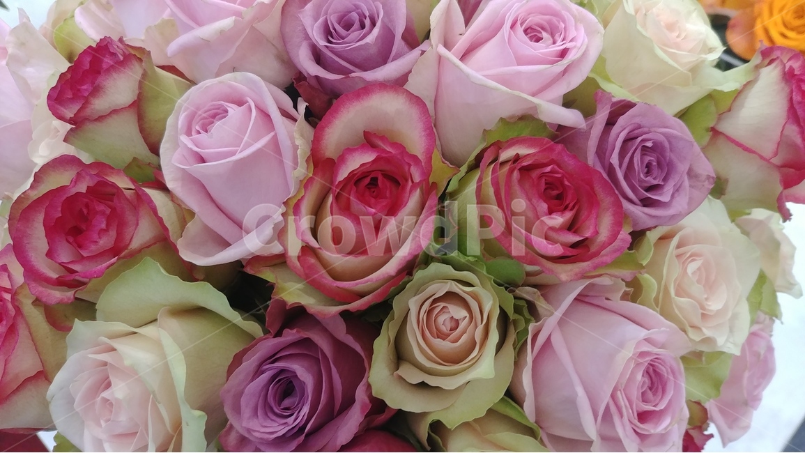 꽃,flower,rose,장미,장미꽃,샘페인핑크,여름,여름꽃,6월의꽃,6월,핑크,pink,flowers,식물,plants,식물,자연,plants,nature,꽃,flower