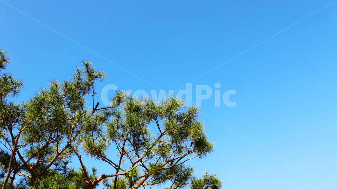 tree,나무,plant,식물,conifer,구과식물,식물,자연,plants,nature,나무,trees,wood