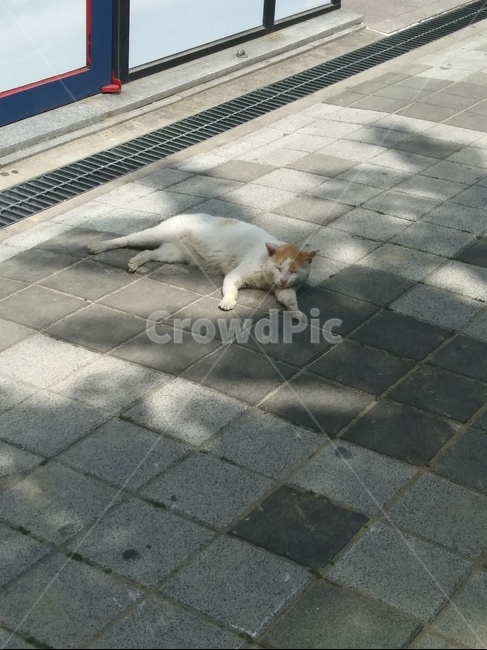 통로,길고양이,고양이,straycat,낮잠