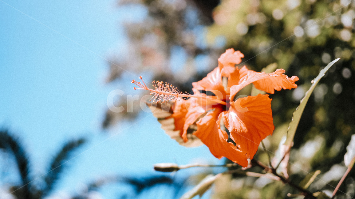 꽃,열대,하늘,자연,수목,식물,자연,plants,nature,꽃,flower,감성,sensible,feeling,색깔,색상,색채,색감,color sense,color sensitivity,feeling of color