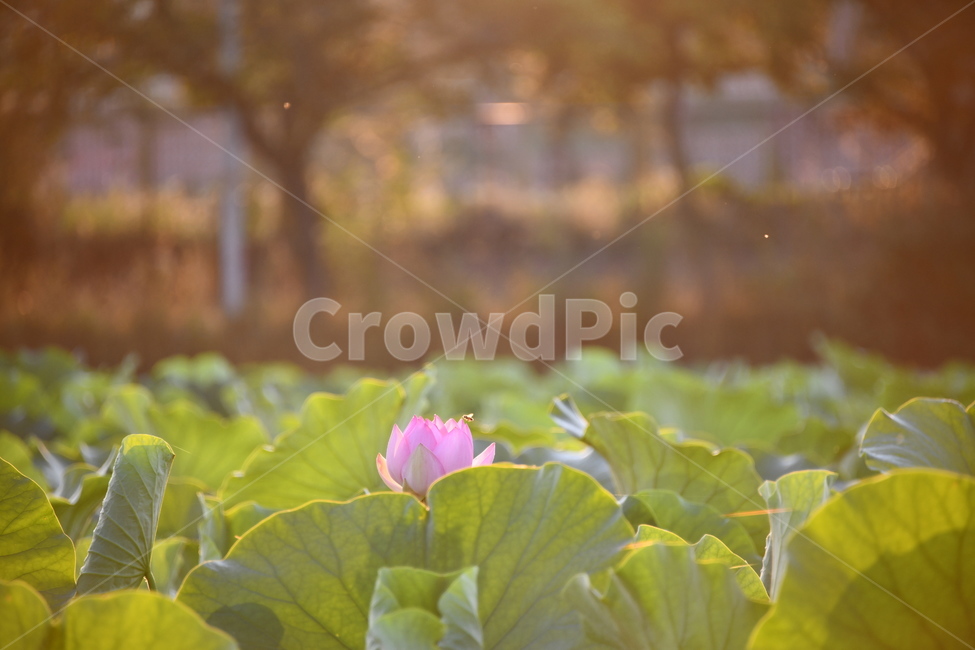 꽃,접사,연꽃밭,식물,plants,nature,flower,연잎,pink,green,연꽃