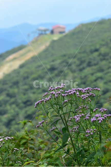 각시취,야생화,식물,자연,꽃,생태,힐링,플라워,wildflower,flower,plants,nature,season,감성,느낌,emotion,feeling,여름,초롱꽃목,국화과,취나물속,자연,풍경,nature,landscape,plant