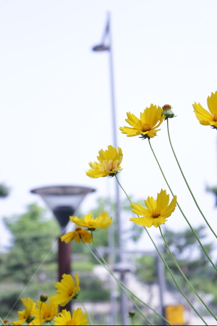 꽃,접사,들풀,감성,노랑,들판,식물,자연,plants,nature,꽃,flower