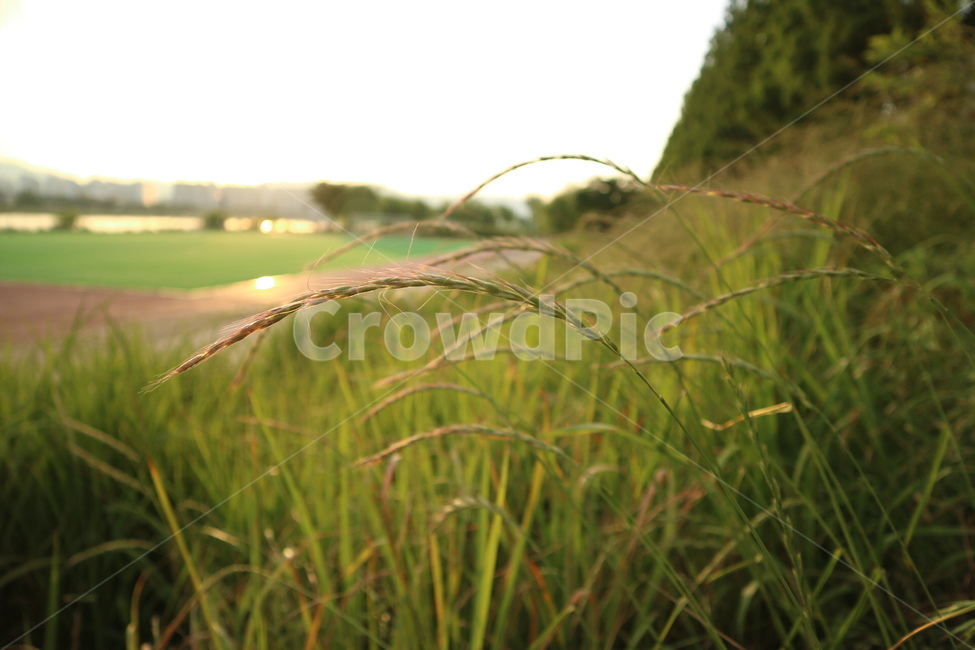 녹색,강변,푸릇함,바람,살랑살랑,감성,바람의느낌,풀,자연,식물,하늘,plants,nature,아침