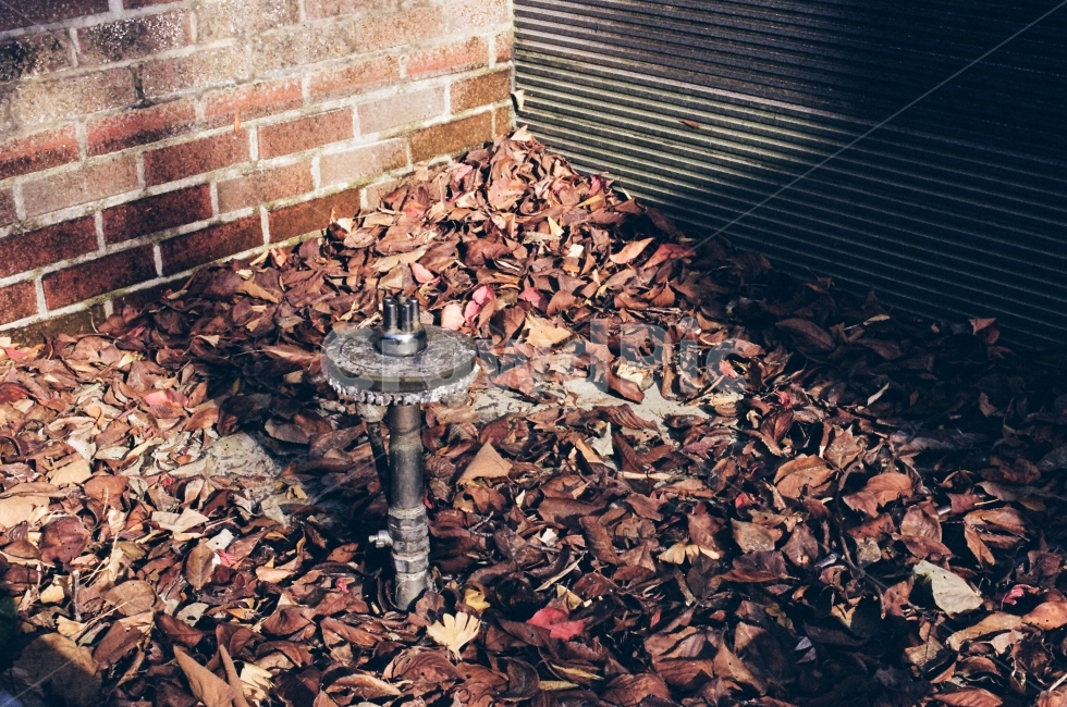 가을,낙엽,연못,물,끝,학교,대학,필름,필름카메라,필름감성,가을,계절,fall,autumn,season,water