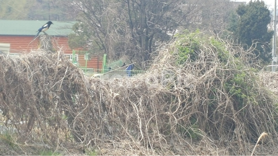 nature,자연,outdoors,옥외,까치,새,풍경,나무