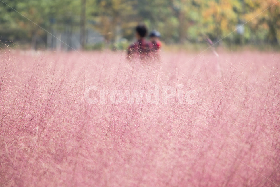 핑크뮬리,뮬리,식물,억새,자연,갈대,소풍,나들이,가을,계절,fall,autumn,season,사람,인물,인간,human,person,남성,남자,man,male,bush,부시,vegetation,초목,plant