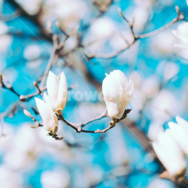 목련,봄꽃,꽃,식물,파랑