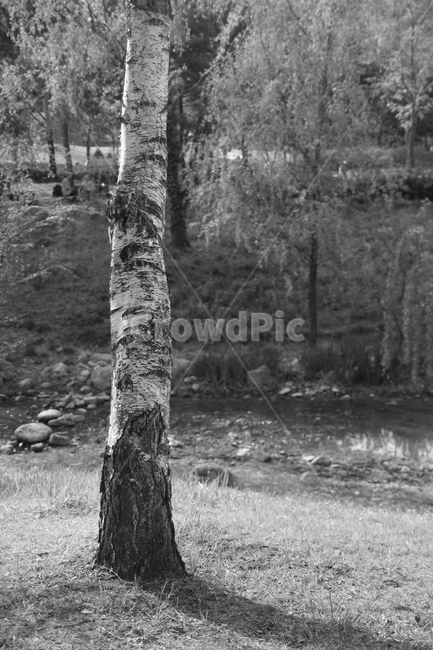 흑백사진,나무,자작나무,tree,풍경,식물,자연,plants,nature,나무,trees,wood,흑백,모노톤,monochrome,black and white