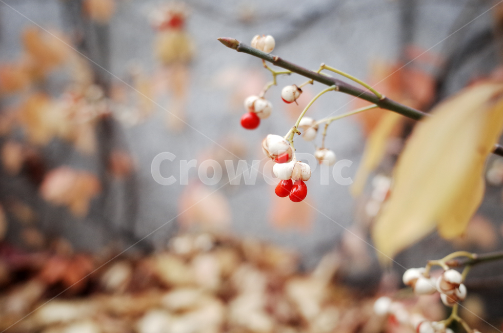 식물,fruit,red,가을,열매,도로변