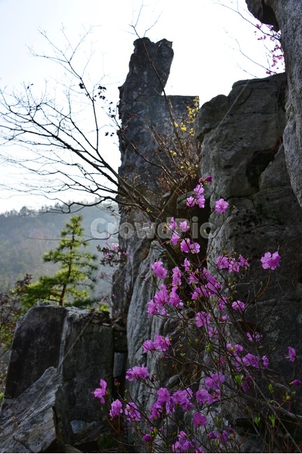 plant,식물,flower,blossom,꽃,강진,도암,석문공원,도암석문공원,진달래,바위,기암괴석,진달래꽃