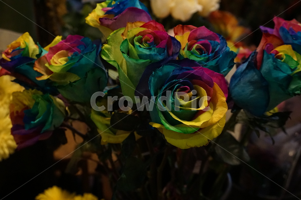 장미꽃,무지개색,flower,rose,rainbow