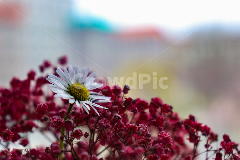 데이지,flower,꽃,안개꽃,식물,식물,자연,plants,nature,꽃,flower