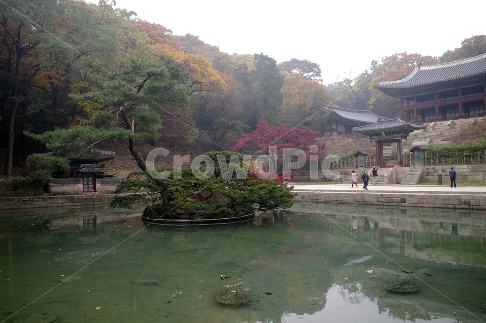 창덕궁후원,주합루,부용지,고궁,건축,전통건축,traditional,전통,기와지붕,가을,fall,나무,식물,plant,단풍,가을,계절,fall,autumn,season,한국전통,한국문화,korean traditional,korean culture,랜드마크,landmark,tourist attraction,한국랜드마크,한국관광지,한국명소,korea landmark,korea tourist attraction,사람들,대중,군중,other people,crowd,건축물,건물외관,exterior,building,structure,architecture,construction,건물,temple,신전,pagoda,탑,worship,예배,shrine,신사