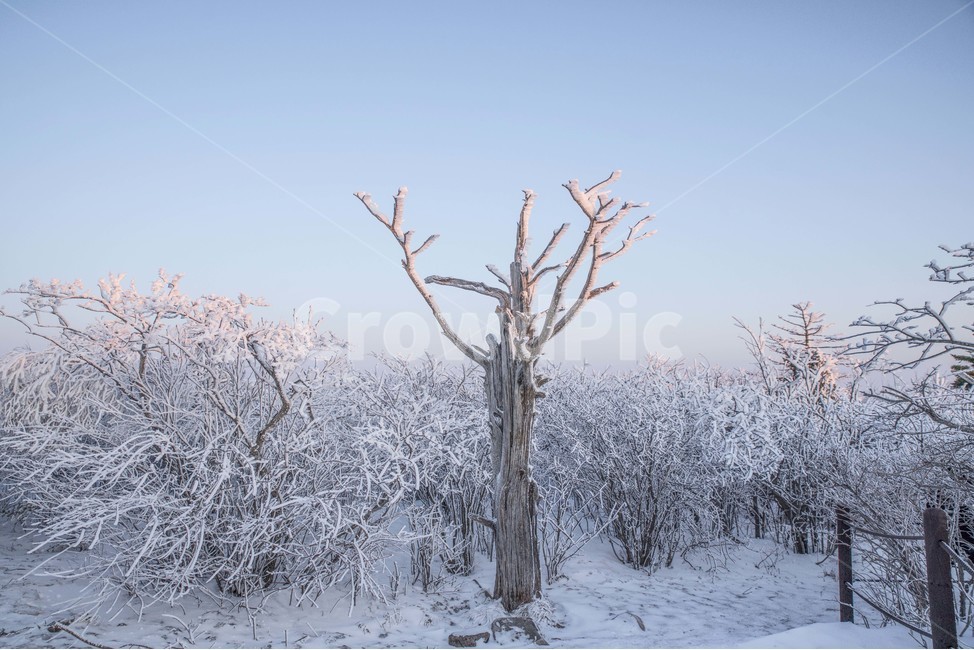 겨울,태백산,눈꽃,상고대,풍경,겨울,계절,winter,season,식물,자연,plants,nature,나무,trees,wood