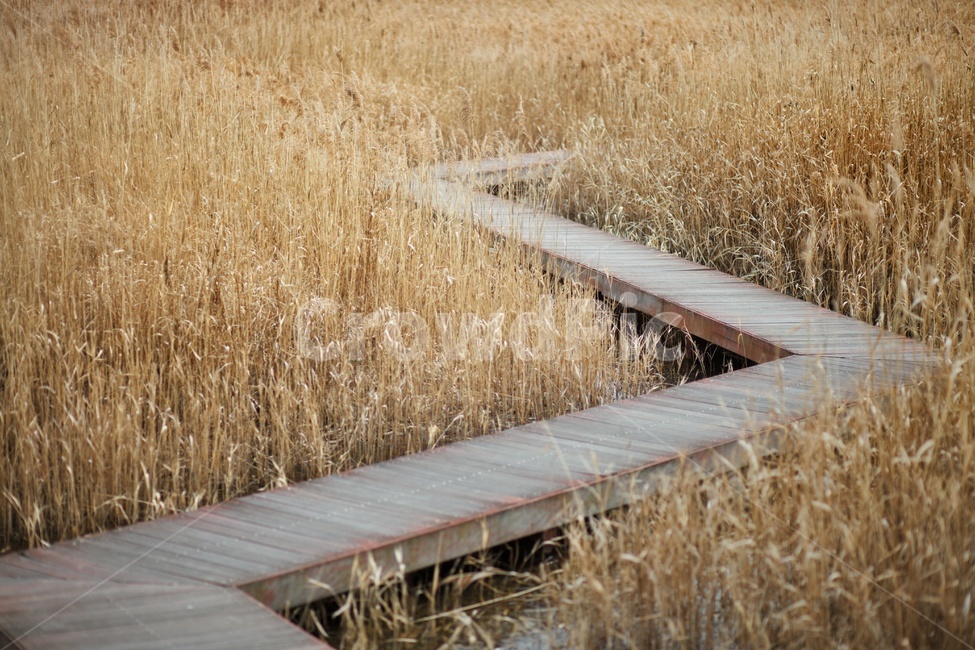 산책로,bridge,boardwalk,갈대,스크령,가을,계절,fall,autumn,season