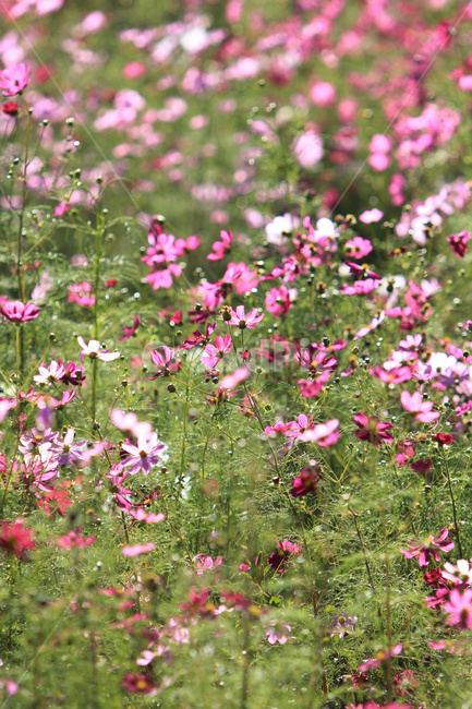 field,들,grassland,목초지,옥외,outdoors