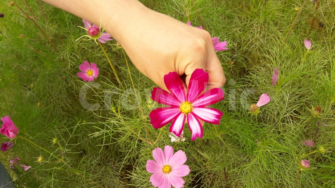 코스모스,손,어울림,가을,배경,가을,계절,fall,autumn,season,식물,자연,plants,nature,꽃,flower,사람,인물,인간,human,person,blossom,petal,꽃잎,plant
