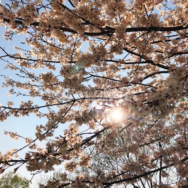 plant,식물,꽃,flower,나무,해,식물,자연,plants,nature,나무,trees,wood