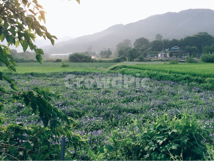 여름,풍경,시골,휴식,햇살,논밭,힐링,맑음,자연,view,nature,healing,summer,스마트폰사진,여름,계절,summer,season,자연,풍경,nature,landscape,시골,마을,country,rural,town