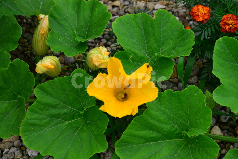 blossom,flower,꽃,plant,식물,leaf,잎,호박,호박넝쿨,호박꽃