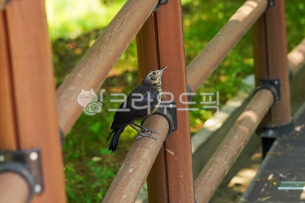 Chinese blackbird,black-billed magpie,Chinese blackbird,black-billed magpie,migratory bird