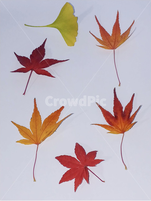 단풍잎,나뭇잎,가을,잎,낙엽,식물,autumn,leaf,leaves,maple,fall,plant,계절,season,가을,계절,fall,autumn,season,식물,자연,plants,nature