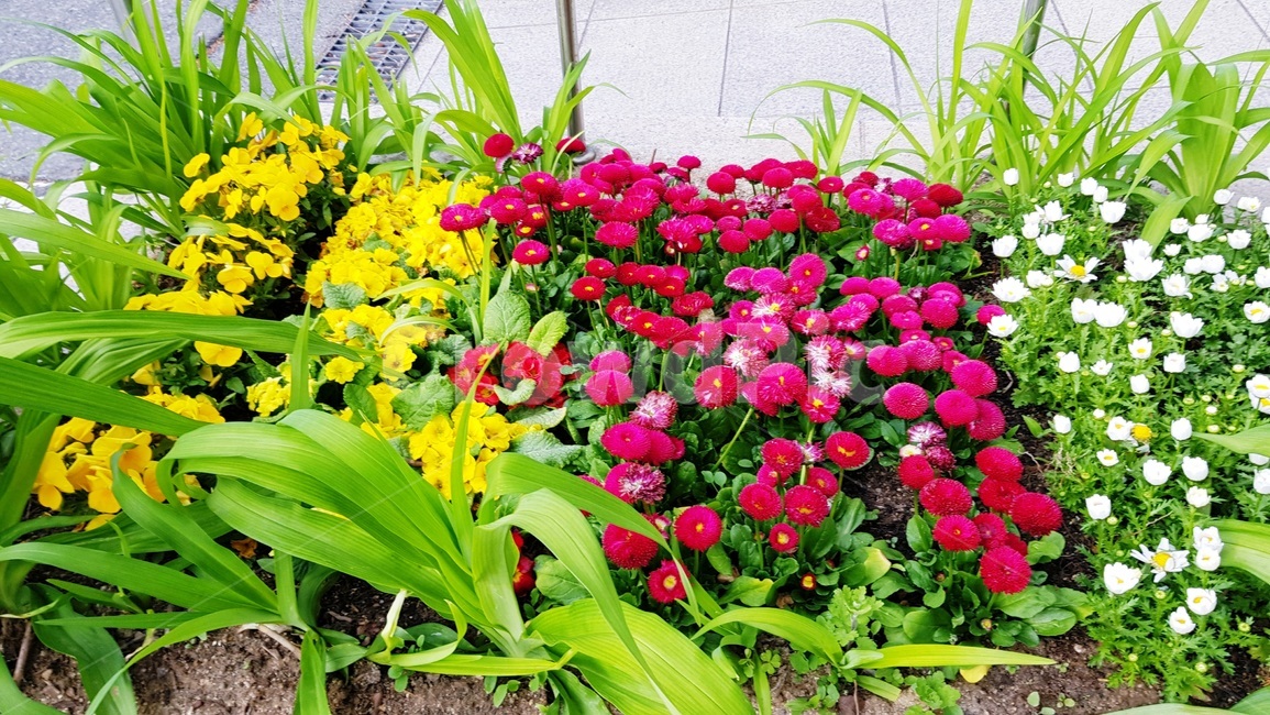 팬지,팬지꽃,삼색재비꽃,꽃,화분,식물,자연,plants,nature,꽃,flower