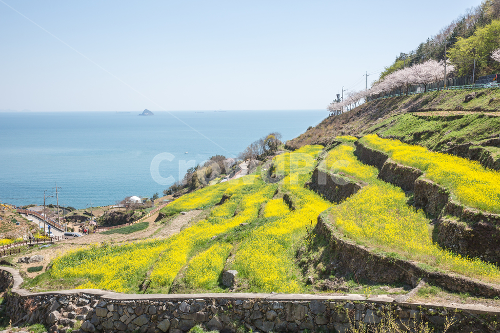 유채꽃,바다,꽃,노랑,풍경,봄,계절,spring,season,자연,풍경,nature,landscape,한국자연풍경,한국자연경관,korea nature landscape,식물,plants,꽃,flower,outdoors,옥외